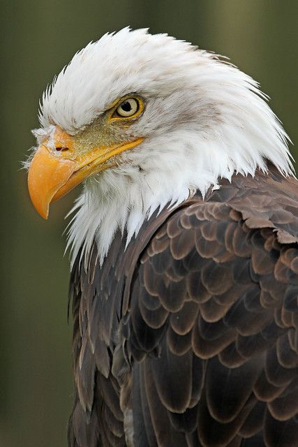 White-headed Vulture